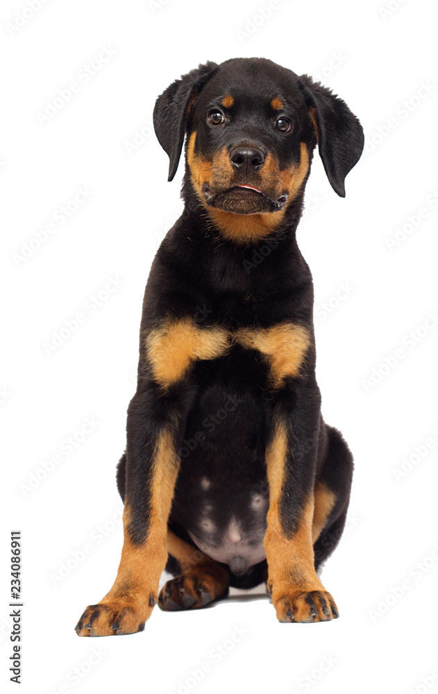 rottweiler puppy sitting