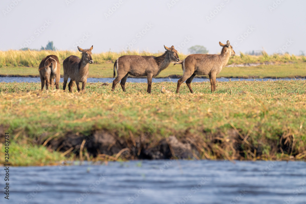 Obraz premium eine kleine Herde Ellipsen-Wasserböcke, Kobus ellipsiprymnus, am Ufer des Chobe River, Botswana