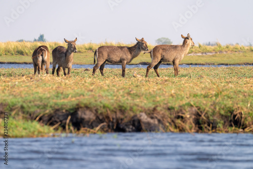 Fototapeta Naklejka Na Ścianę i Meble -  eine kleine Herde Ellipsen-Wasserböcke, Kobus ellipsiprymnus, am Ufer des Chobe River, Botswana
