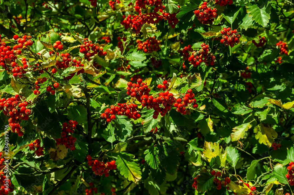 red berries of viburnum on a branch red berries of viburnum on a branch