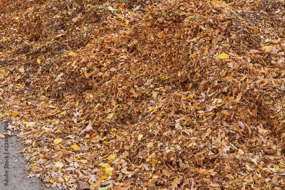 Ein Haufen Herbstlaub Ein Haufen Herbstlaub