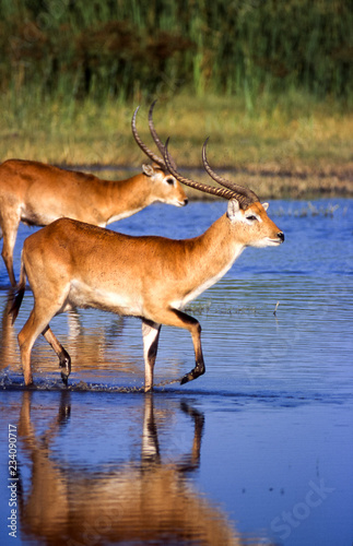 Lechwe  Kobus leche   Moremi Wildlife Reserve  Ngamiland  Botswana  Africa