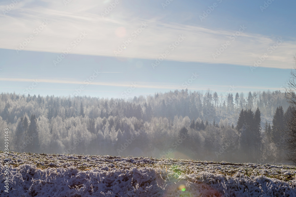 First frost in the forest. Belarusian landscape. Beginning of winter.
