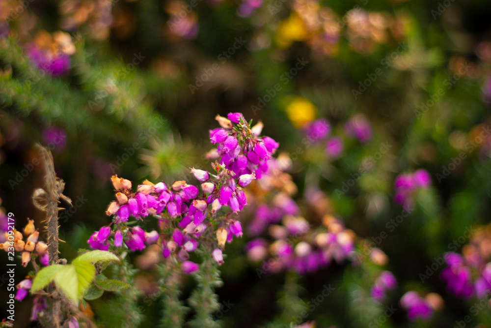 Beautiful heather landscape of Cote de Granit Rose in Bretagne, France Beautiful heather landscape of Cote de Granit Rose in Bretagne, France