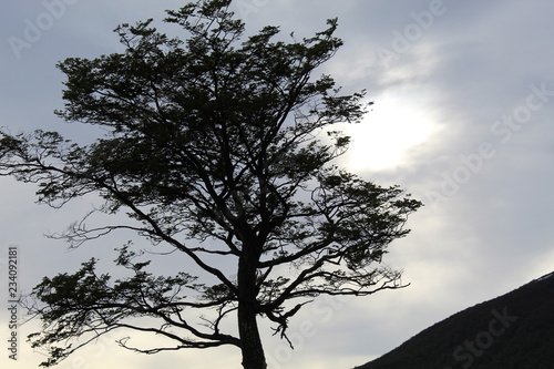 Patagonian  tree  of  the  National  Park © Jeronimo