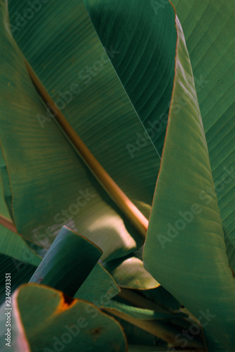 Banana leaves