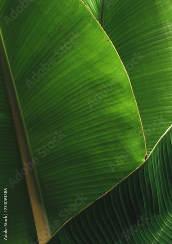 Banana leaves