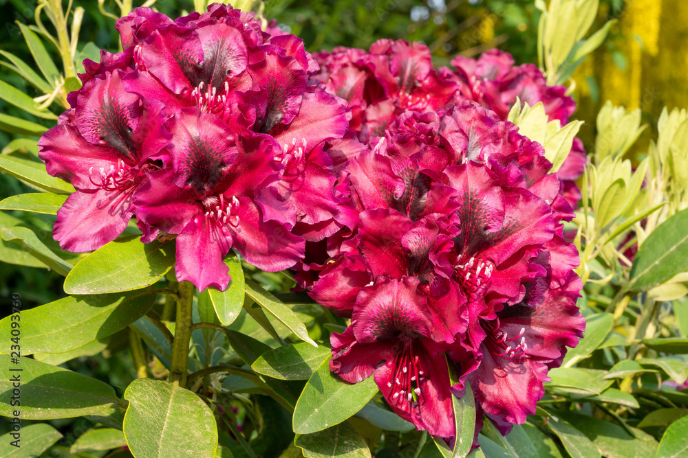 Rhododendron Hybrid Midnight Beauty, Rhododendron hybride Rhododendron Hybrid Midnight Beauty, Rhododendron hybride