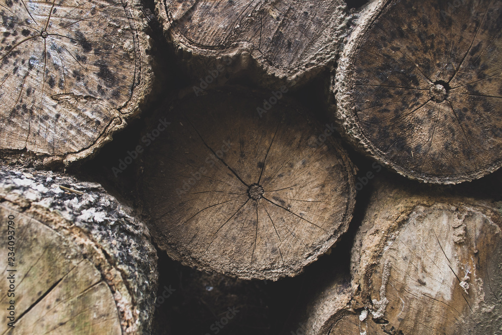 Naklejka premium Woods log