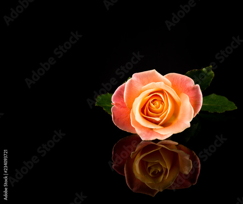 Rose Pink and Yellow. Romantic Vivid Rose Multicolored reflecting on Black background. Perfect Reflection. Copy Space