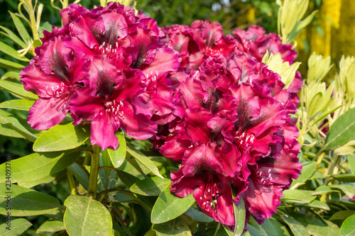 Rhododendron Hybrid Midnight Beauty  Rhododendron hybride