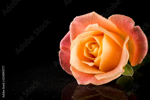 Rose Pink and Yellow. Romantic Rose. Multicolored isolated on Black background. Copy Space