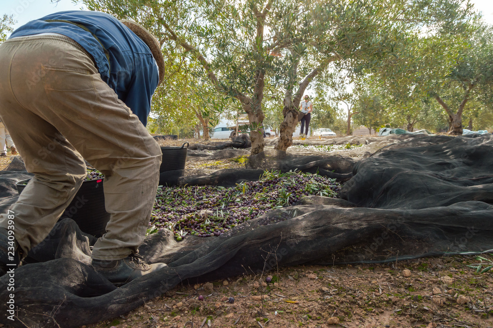 Group of people working in olive tree field. Crouched man with straw hat and safety boots picking olives by hand in Spain.