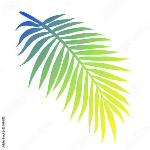 Tropical palm leaf closeup isolated on white background