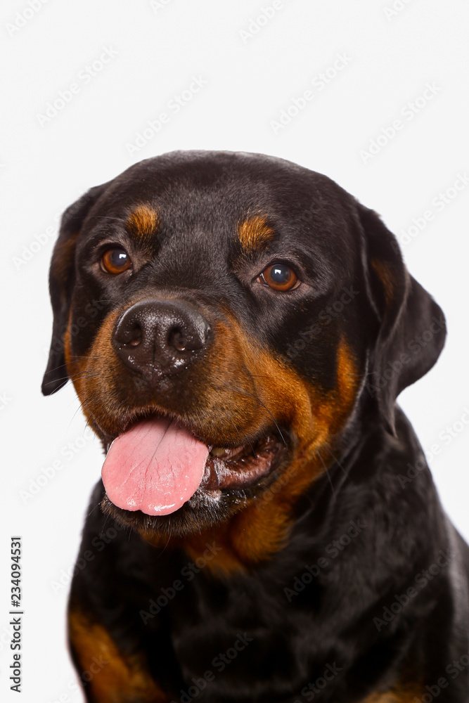 Beautiful dog rottweiler isolated on white background