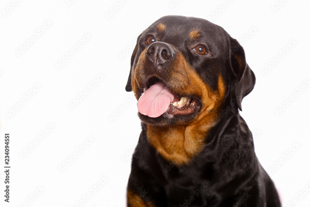 Beautiful dog rottweiler isolated on white background