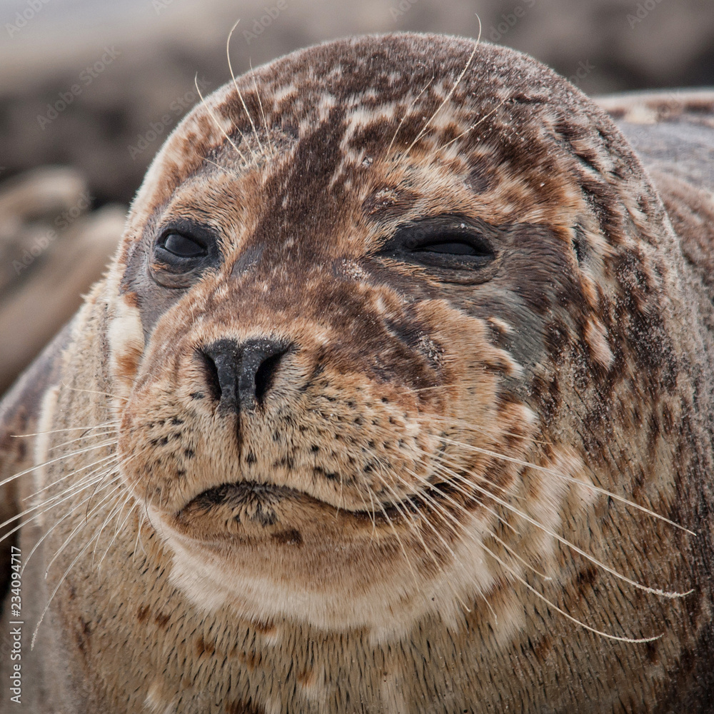 Obraz premium Common Seal on the beach of Dune - Helgoland - Germany