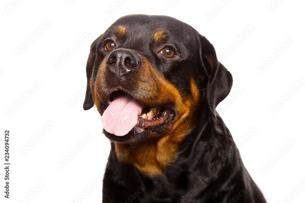 Beautiful dog rottweiler isolated on white background