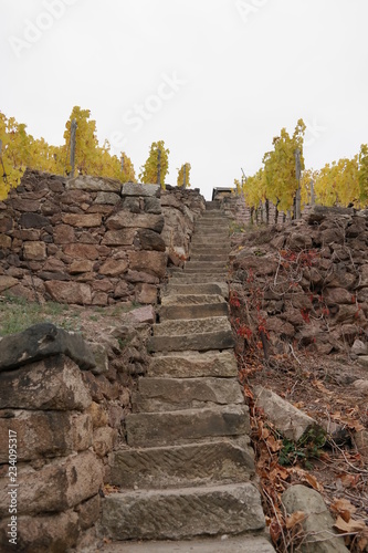 vineyard on a cloudy day