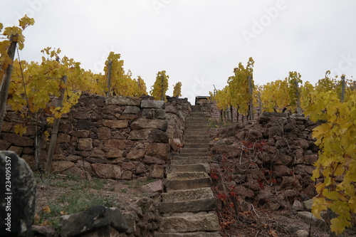 vineyard on a cloudy day