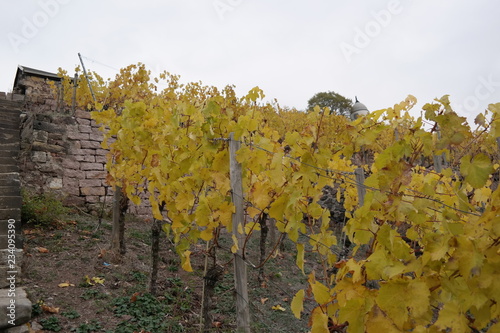 vineyard on a cloudy day