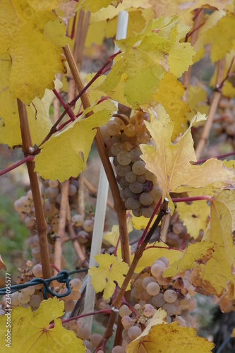 vineyard on a cloudy day