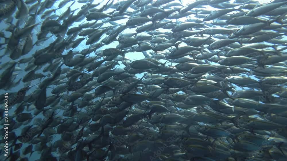 Massive school of Yellowstripe Scad - Selaroides leptolepis slowly swim in the blue water. Low-angle shot, Bali, Oceania, Indonesia Massive school of Yellowstripe Scad - Selaroides leptolepis slowly swim in the blue water. Low-angle shot, Bali, Oceania, Indonesia