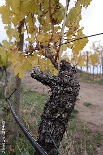 vineyard on a cloudy day