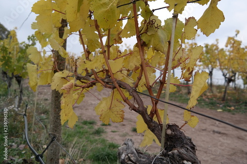 vineyard on a cloudy day