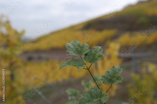 vineyard on a cloudy day