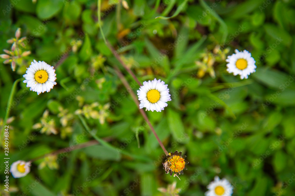daisies in grass daisies in grass