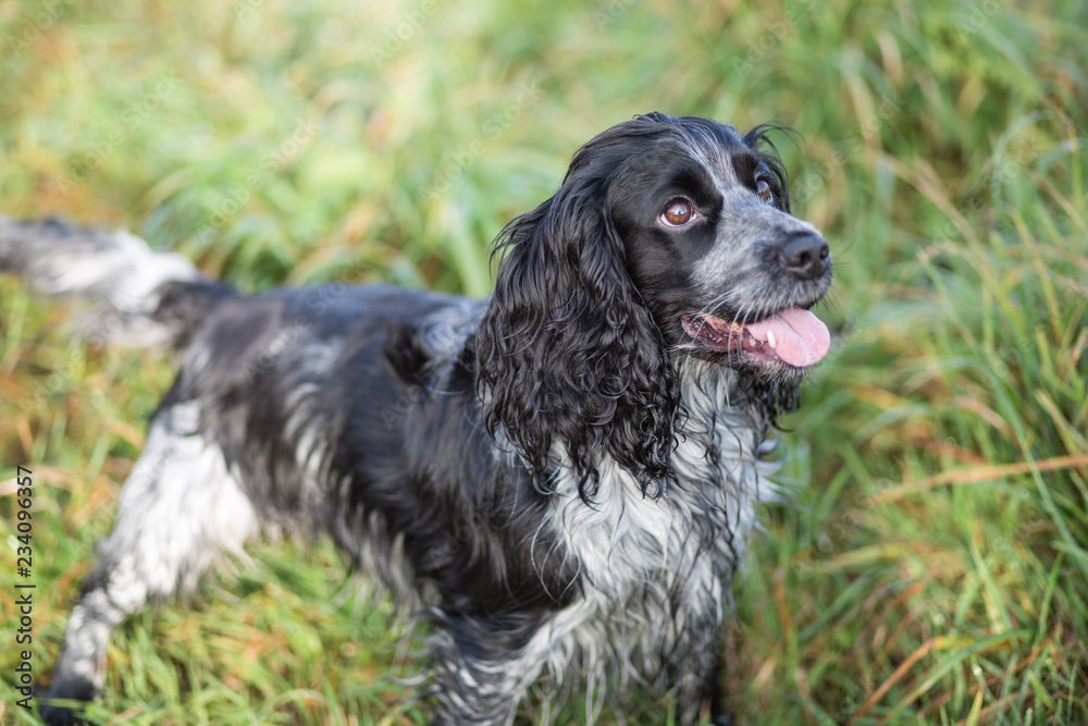 spaniel