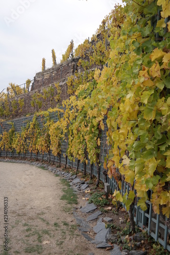 vineyard on a cloudy day