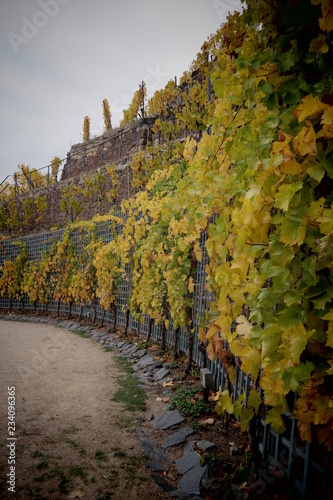 vineyard on a cloudy day