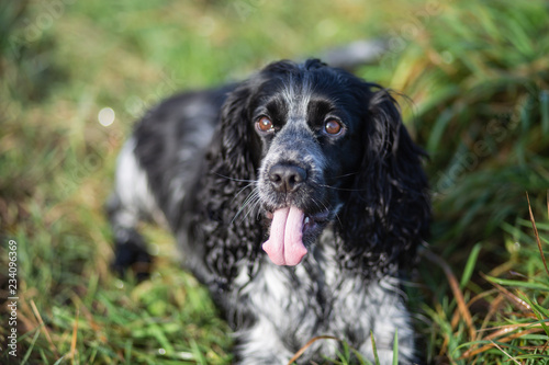 Obraz na płótnie spaniel