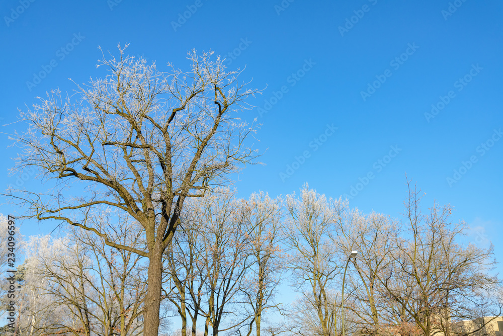 Low angle view of top of tree's twig and branch without leaves and covered with sunny with blue sunny sky background. Low angle view of top of tree's twig and branch without leaves and covered with sunny with blue sunny sky background.