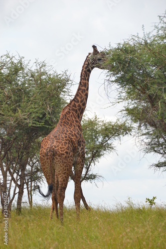 Girafe