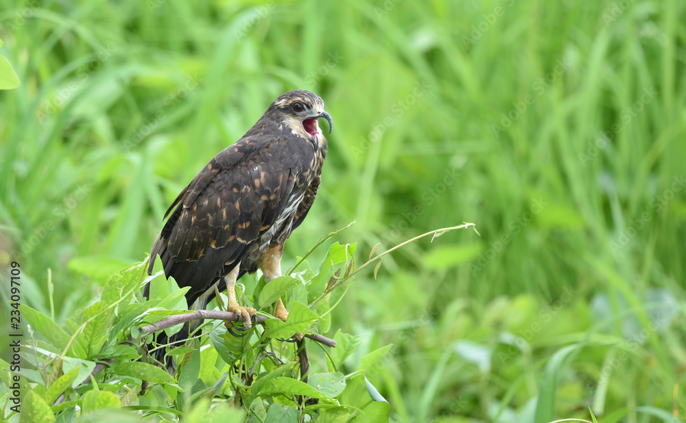 Immature common Black hawk (Buteogallus anthracinus) in Panama, bird of prey in his native habitat. Immature common Black hawk (Buteogallus anthracinus) in Panama, bird of prey in his native habitat.