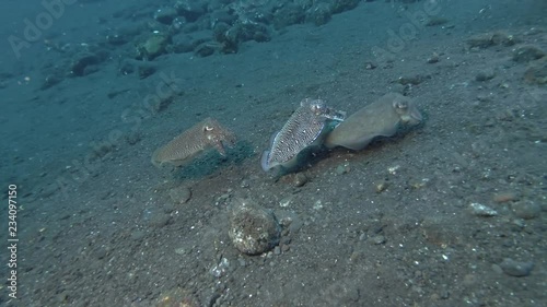 Mating season Cuttlefish, three  Cuttlefish swim over  black volcanic sand. Pharaoh Cuttlefish - Sepia pharaonis, Bali, Oceania, Indonesia photo