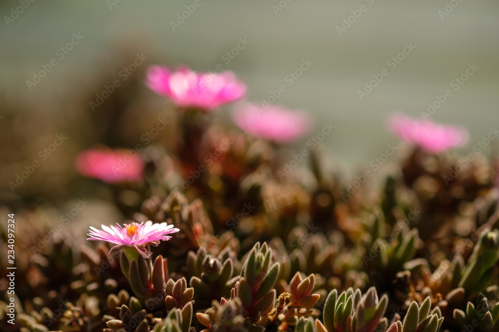 Obraz premium Delosperma Sukkulente Blüte rosa lila
