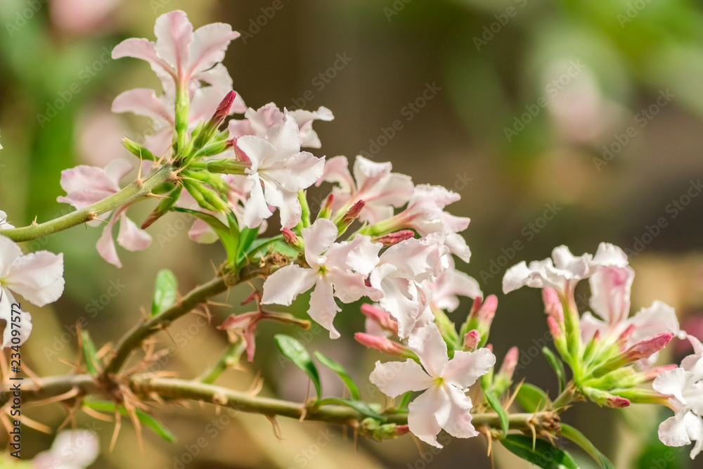 close up blooming bush with pink flowers inthe garden. close up blooming bush with pink flowers inthe garden.