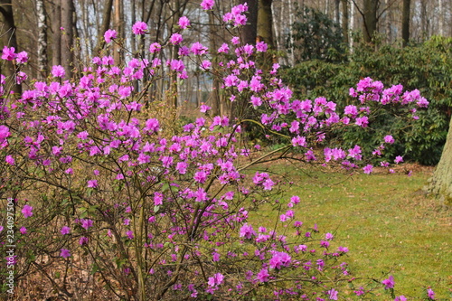 lilac rhododendron flowers, early spring flowers, primroses in the garden © Katsiaryna