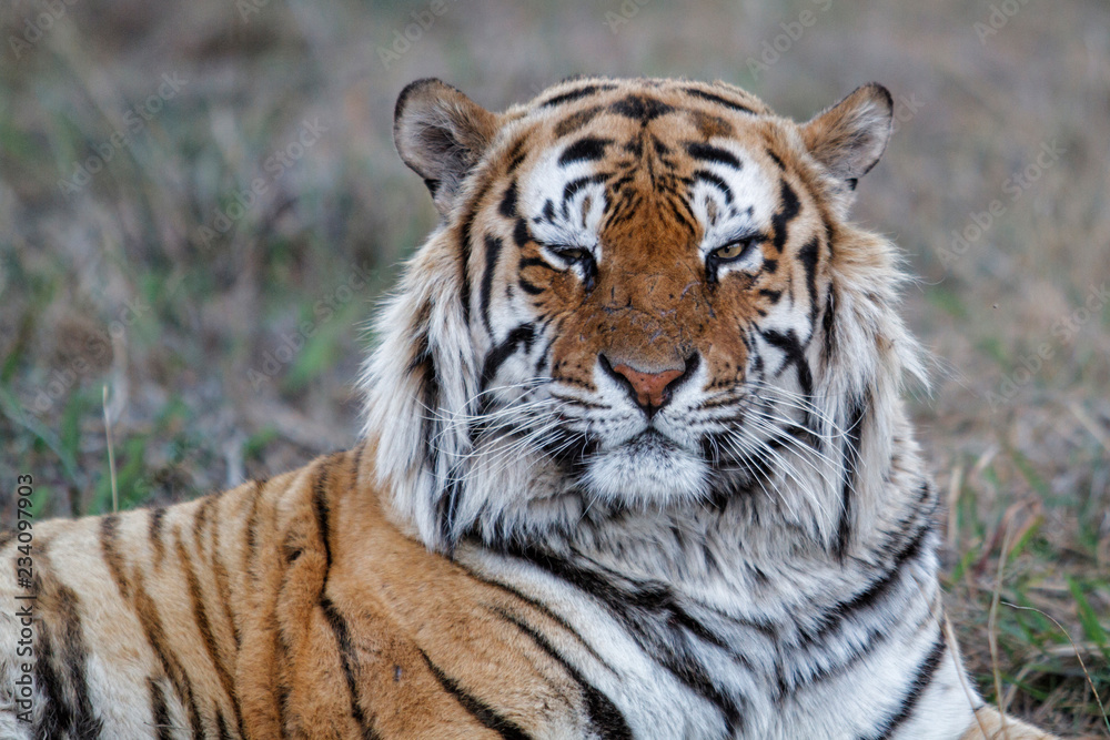 Naklejka premium Portrait of a male Tiger in Tiger Canyons Game Reserve in South Africa