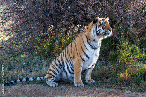 Tiger sitting in Tiger Canyons Game Reserve in South Africa