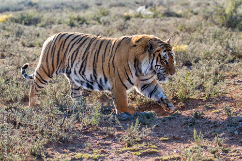 Male Tiger walking in Tiger Canyons Game Reserve in South Africa