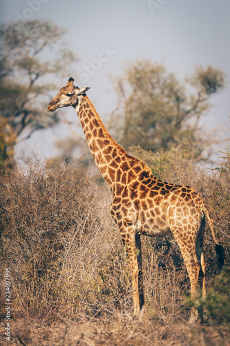Girafe du Kruger