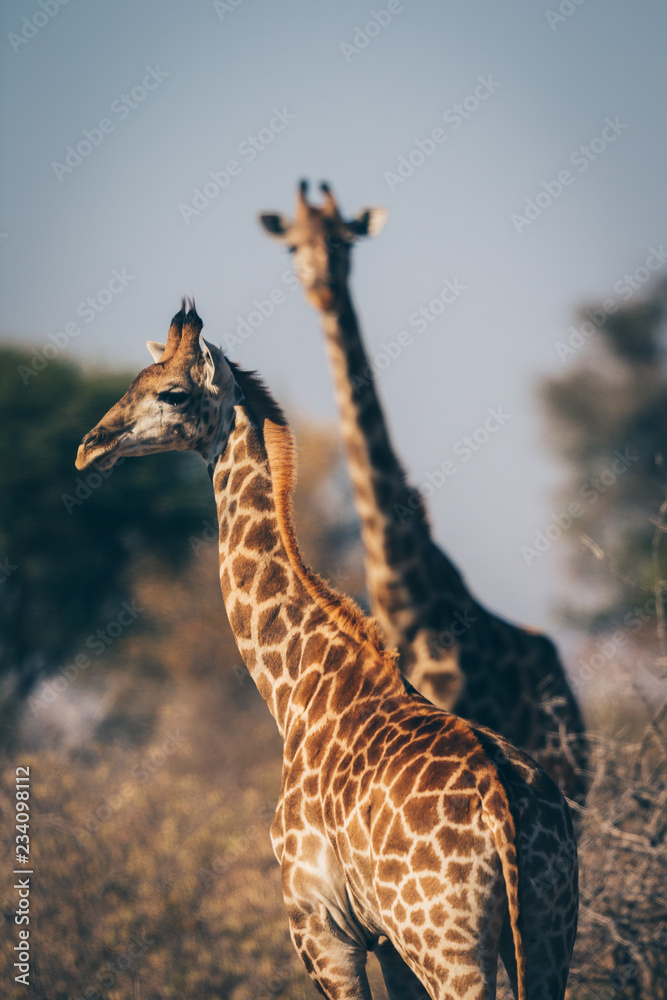 Obraz premium Girafe du Kruger