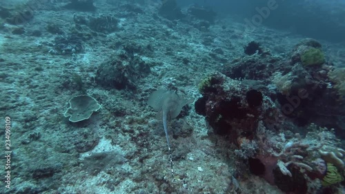 Blue-spotted Stingray swim over corals bottom. Kuhl's maskray or Bluespotted Maskray -Neotrygon kuhlii, Neotrygon caeruleopunctata. Bali, Oceania, Indonesia photo