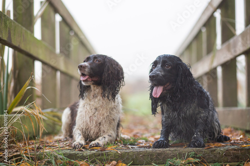 Obraz na płótnie spaniel