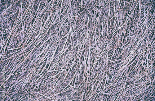 Obraz na płótnie Autumn grass covered with hoarfrost as background w salonie